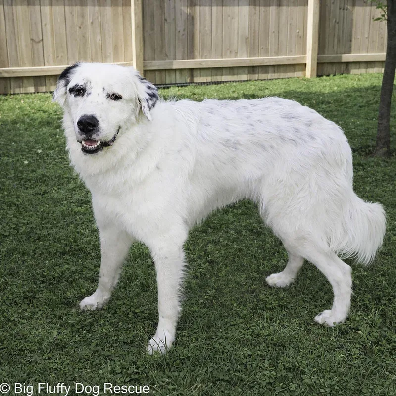 Oliver thumbnail 4
