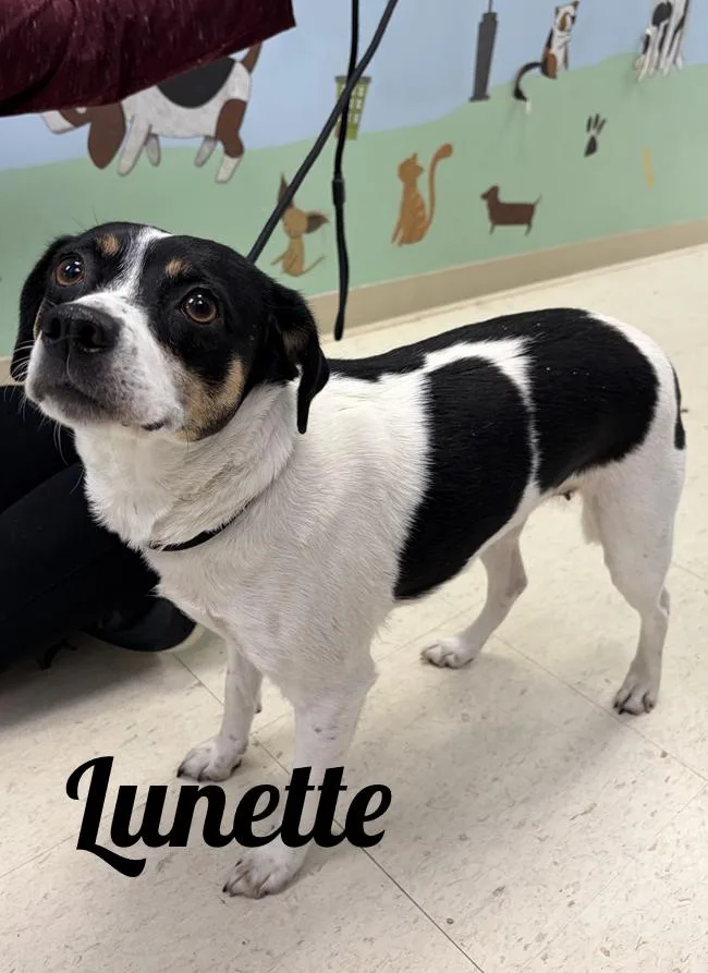 An adult small-sized female Tricolor (Brown, Black, & White) Rat Terrier dog named Lunette for adoption in Manistee, MI