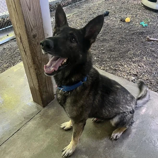 An adult medium-sized male Black German Shepherd Dog dog named Harex for adoption in New Ringgold, PA