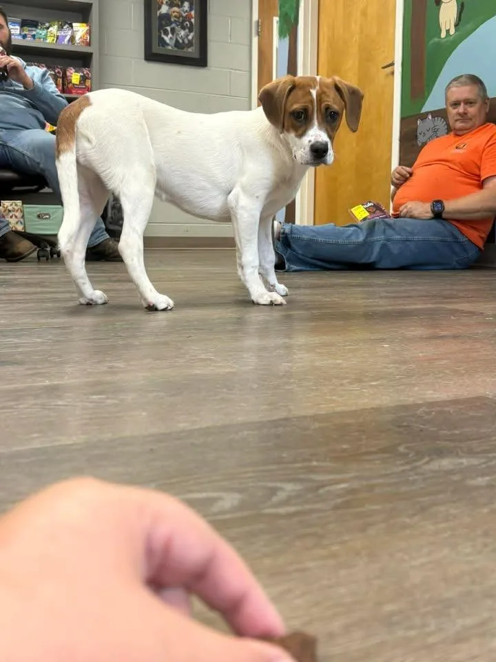 A baby medium-sized female Hound dog named Loretta for adoption in Lavonia, GA