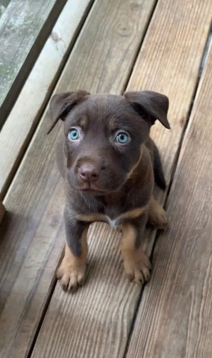 A baby small-sized female German Shepherd Dog dog named Penelope for adoption in Wilkesboro, NC