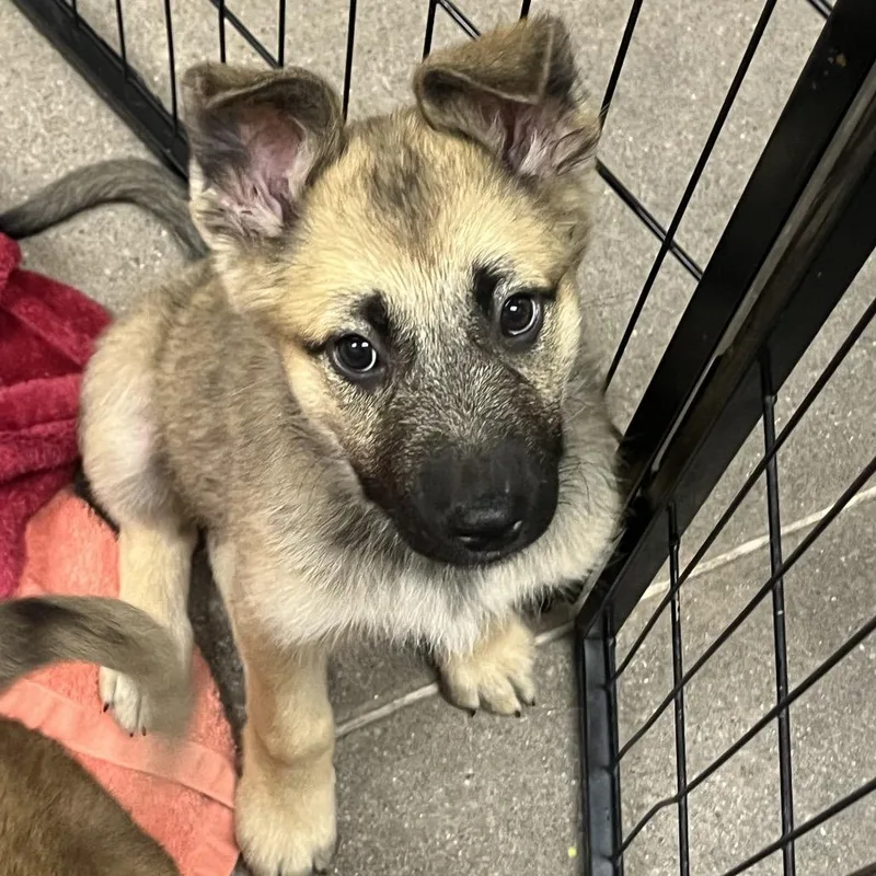 A baby medium-sized female Sable German Shepherd Dog dog named Tobago for adoption in Las Vegas, NV