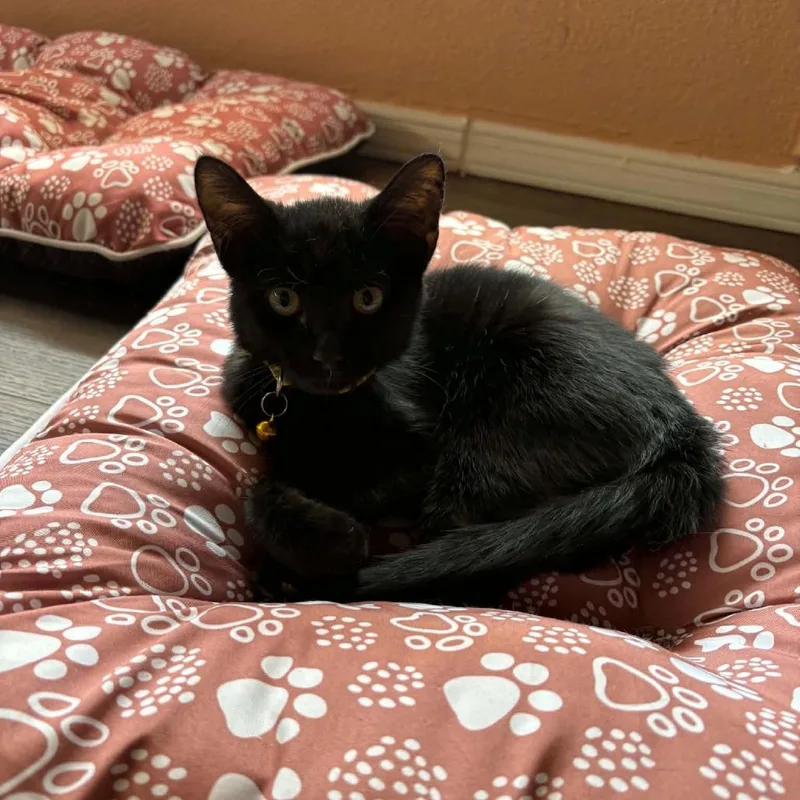 A baby small-sized male Black Domestic Short Hair cat named Simon for adoption in Las Cruces, NM