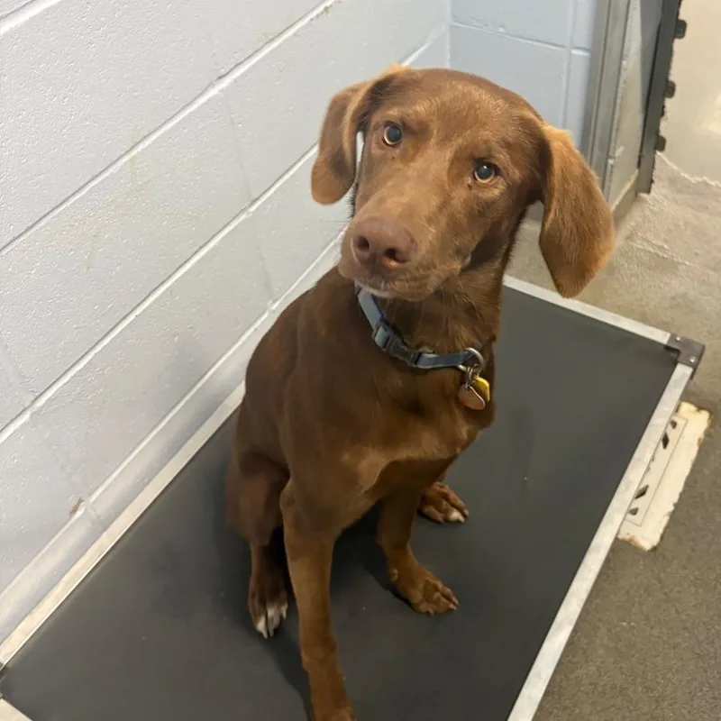 A young large-sized male Brown / Chocolate Labrador Retriever dog named CT Dougal for adoption in Stormville, NY