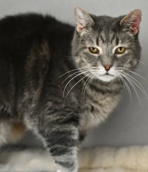 A senior medium-sized female Gray / Blue / Silver Domestic Short Hair cat named Roan for adoption in Marietta, GA