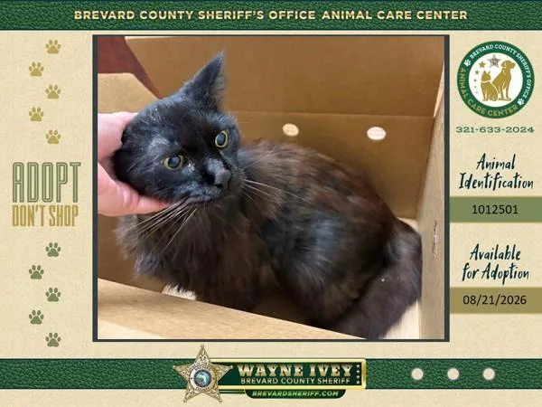 An adult large-sized male Domestic Long Hair cat named Gomez for adoption in Melbourne, FL