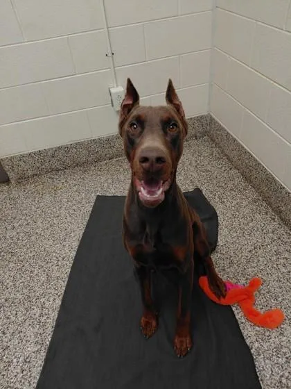 An adult large-sized male Doberman Pinscher dog named Radar for adoption in Westland, MI