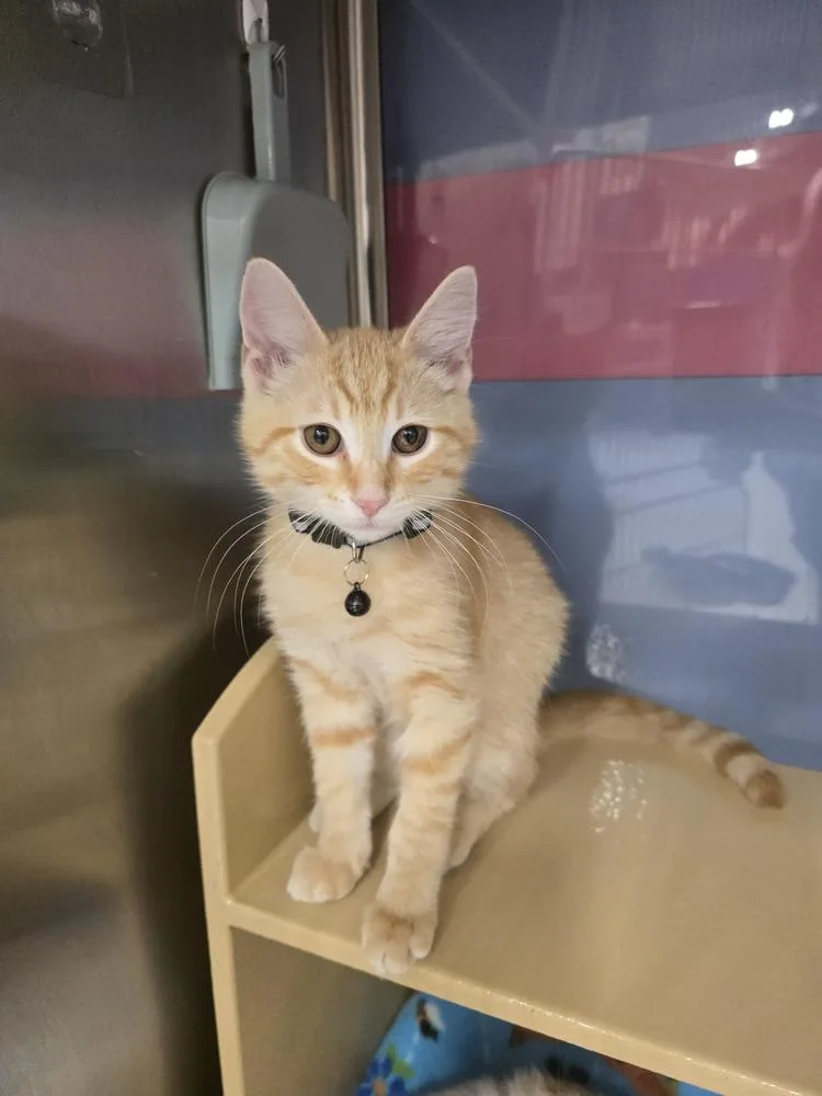 A baby small-sized male Tabby (Orange / Red) Domestic Short Hair cat named Ryland for adoption in Metamora, IL