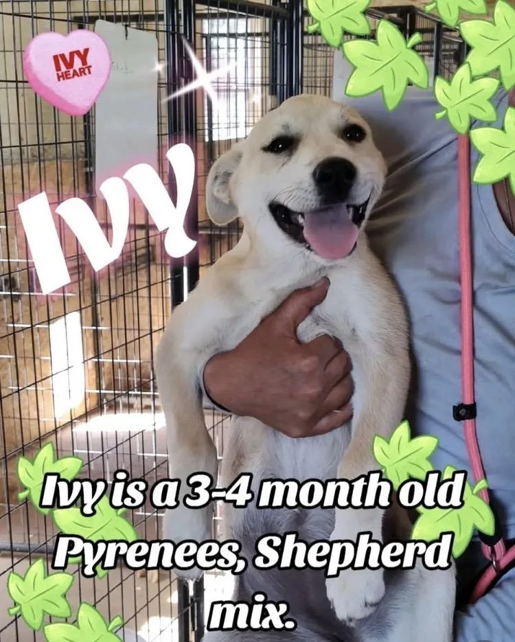 A baby large-sized female Great Pyrenees dog named Ivy for adoption in Paradise, TX