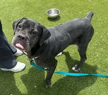 A senior large-sized female Mastiff dog named Rita for adoption in Akron, OH