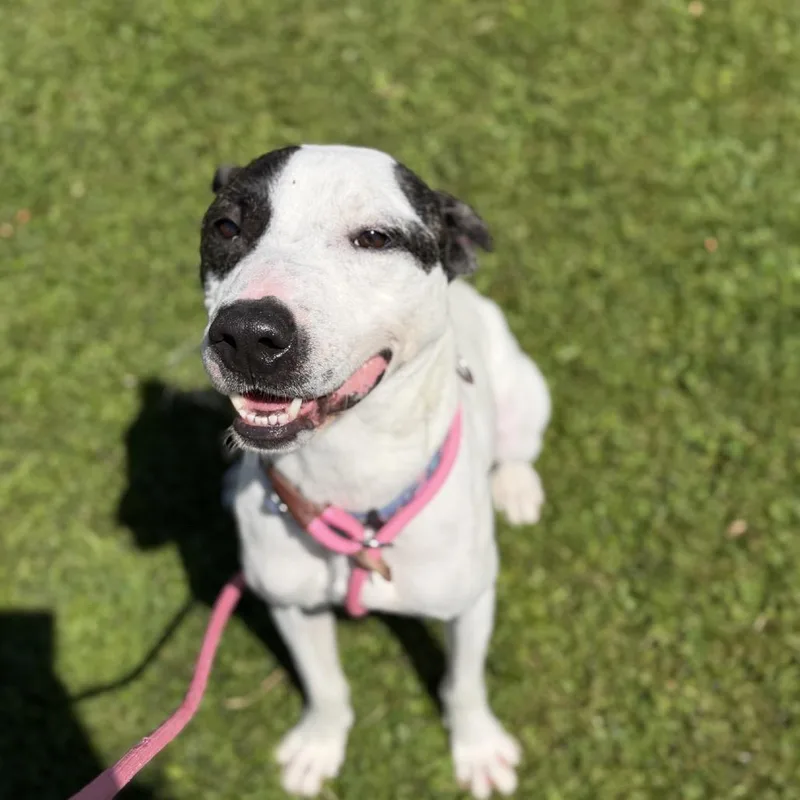 An adult medium-sized male White / Cream Mixed Breed dog named Morty for adoption in Ashtabula, OH