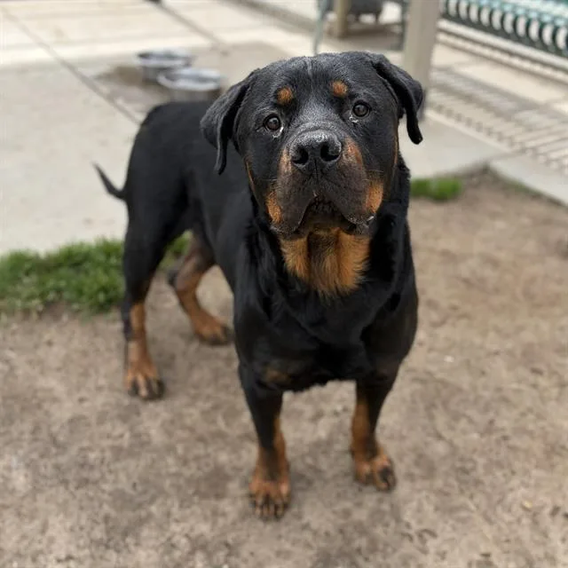 An adult large-sized male Rottweiler dog named Brogan for adoption in Modesto, CA