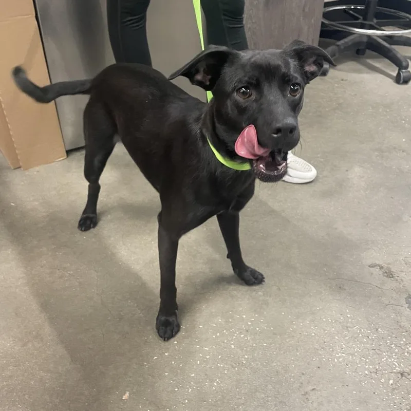 A young small-sized female Black Rat Terrier dog named Lexi for adoption in Tampa, FL