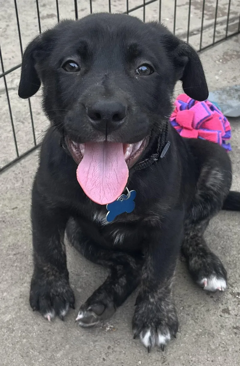 A baby medium-sized male Labrador Retriever dog named Porterhouse for adoption in Hillside, IL