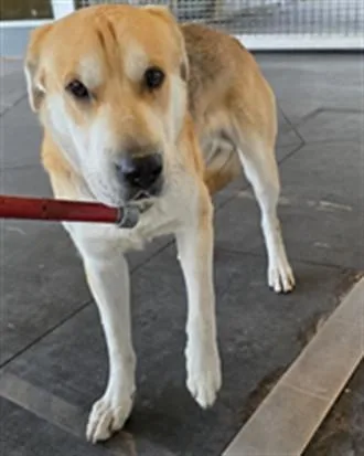 A young large-sized male German Shepherd Dog dog named August for adoption in Los Angeles, CA
