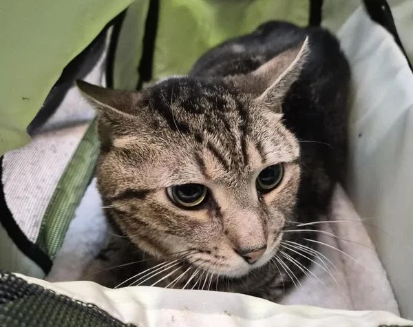 An adult medium-sized male Domestic Short Hair cat named Cairo for adoption in New York, NY