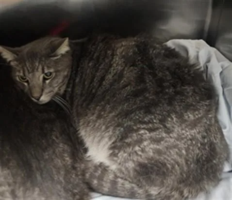 A young large-sized male Domestic Short Hair cat named Glen for adoption in Los Angeles, CA