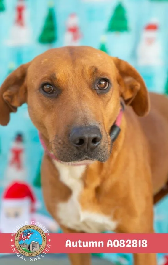 An adult large-sized female Labrador Retriever dog named Autumn for adoption in Mobile, AL
