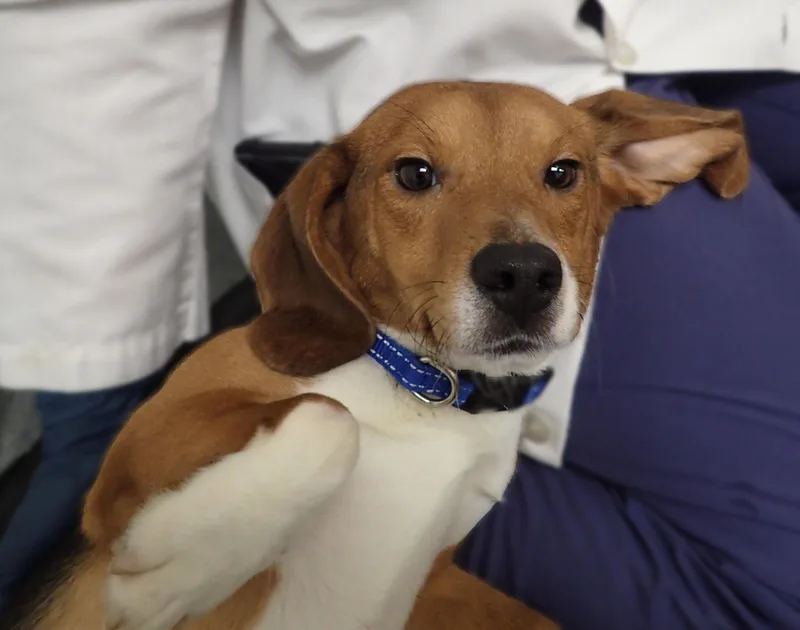 A young small-sized male Bicolor Beagle dog named Huckleberry coming soon for adoption in Grayslake, IL