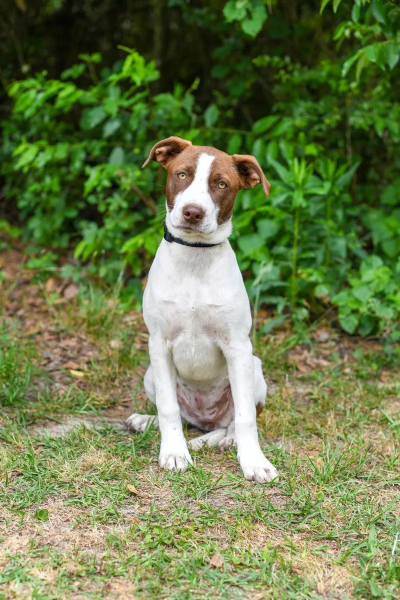 A baby medium-sized female Merle (Red) Mixed Breed dog named Extra for adoption in BONIFAY, FL