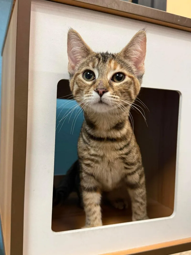 Ginny Puffin thumbnail 2