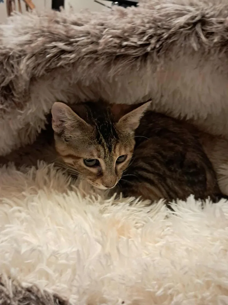 Ginny Puffin thumbnail 3