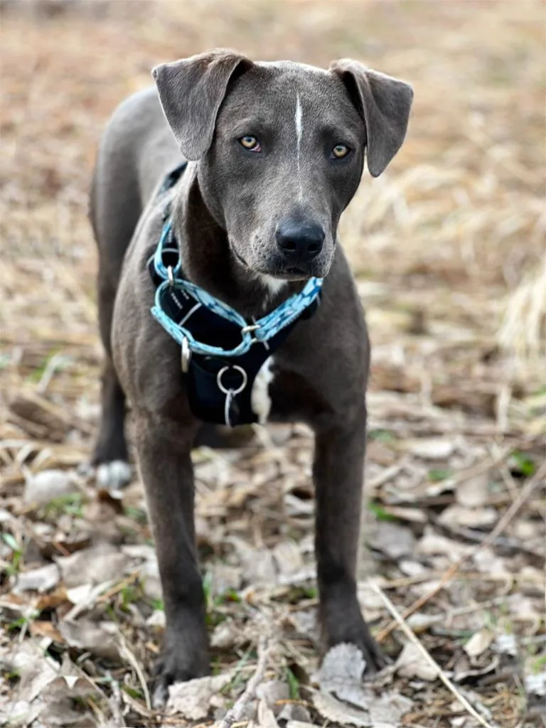 A young medium-sized male Pit Bull Terrier dog named Rodeo for adoption in Savage, MN