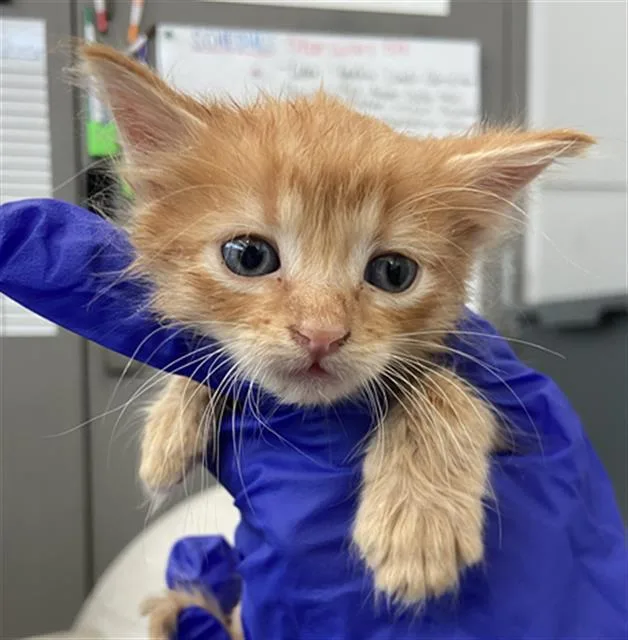 A baby medium-sized male Domestic Short Hair cat named Yoda for adoption in Dallas, TX