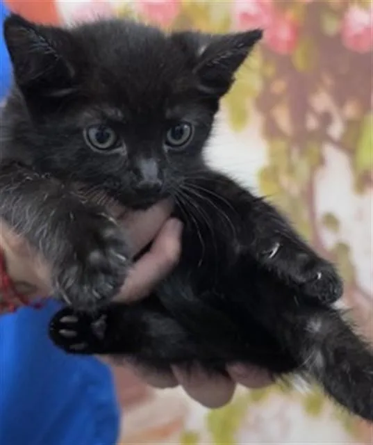 A baby small-sized male Domestic Long Hair cat named Alexander for adoption in San Bernardino, CA