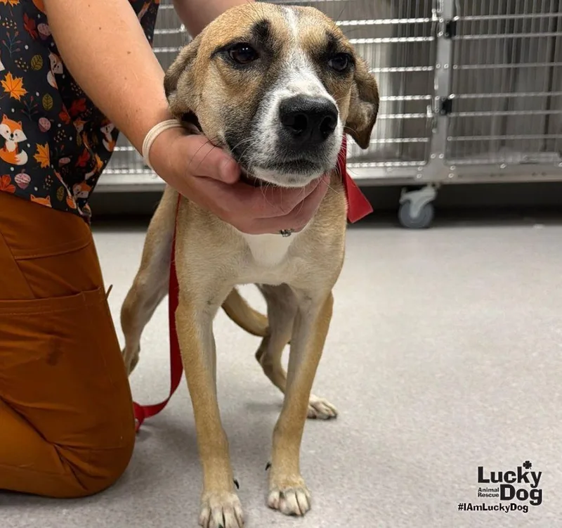 A young medium-sized female Terrier dog named Debbie for adoption in Washington, DC