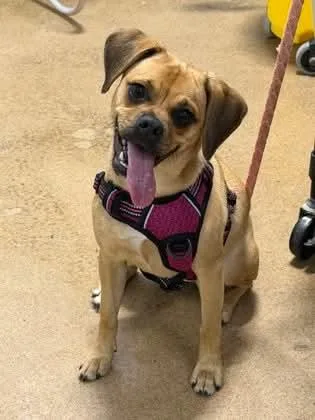 A young medium-sized female Pug dog named Igna for adoption in Bradenton, FL
