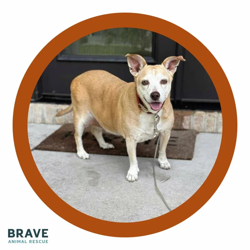 A senior medium-sized female Brown / Chocolate Mixed Breed dog named Potato for adoption in Lincoln, NE