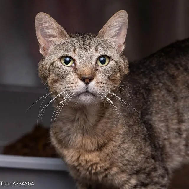 A young medium-sized male Domestic Short Hair cat named Tom for adoption in Sacramento, CA