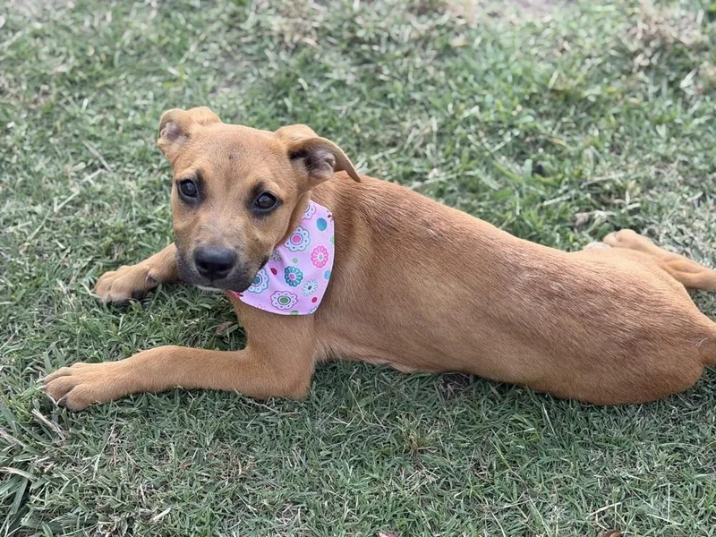 Mocha