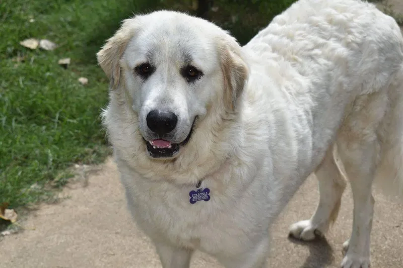 A senior extra large-sized female White / Cream Great Pyrenees dog named Kitana for adoption in Kiowa, OK