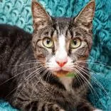 An adult medium-sized male Domestic Short Hair cat named Drew for adoption in Tampa, FL