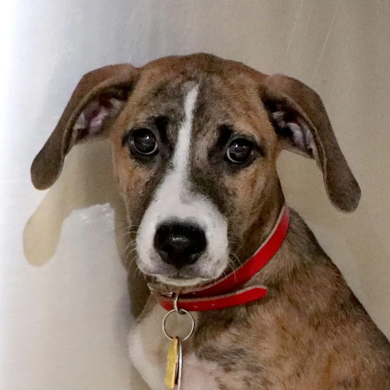 A baby small-sized female Beagle dog named R Precious for adoption in Port Washington, NY