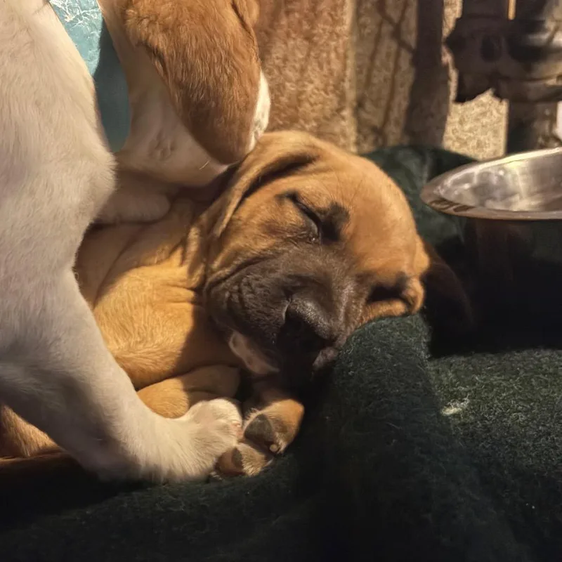 A baby small-sized female Brown / Chocolate English Bulldog dog named Fleur for adoption in Santa Barbara, CA