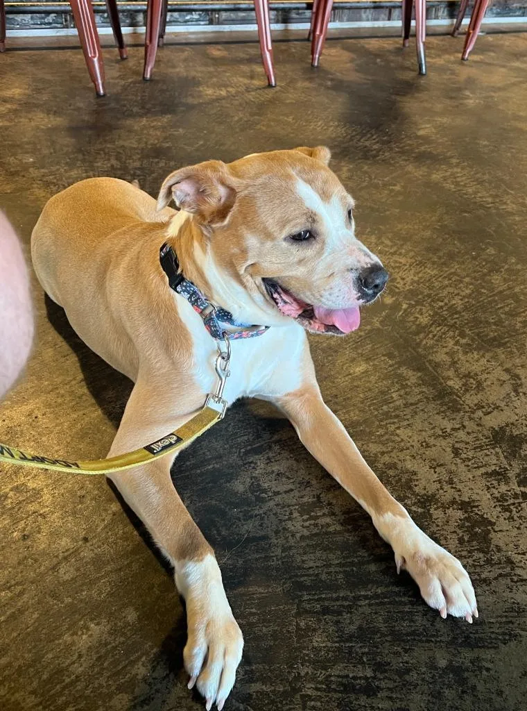 An adult medium-sized female Terrier dog named Sissy for adoption in New Kensington, PA