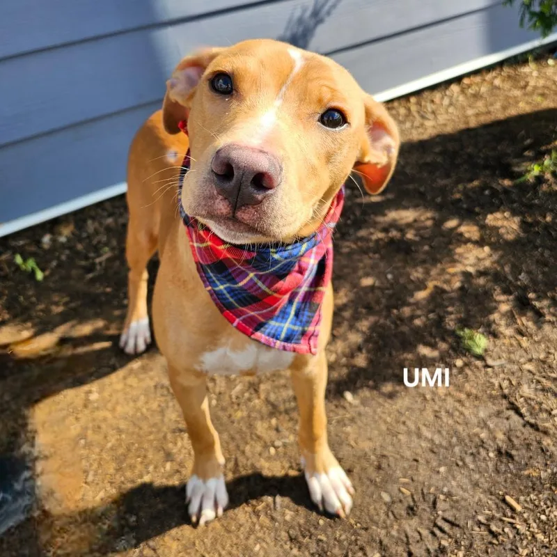 An adult medium-sized male Yellow / Tan / Blond / Fawn Hound dog named Umi for adoption in Madisonville, TN