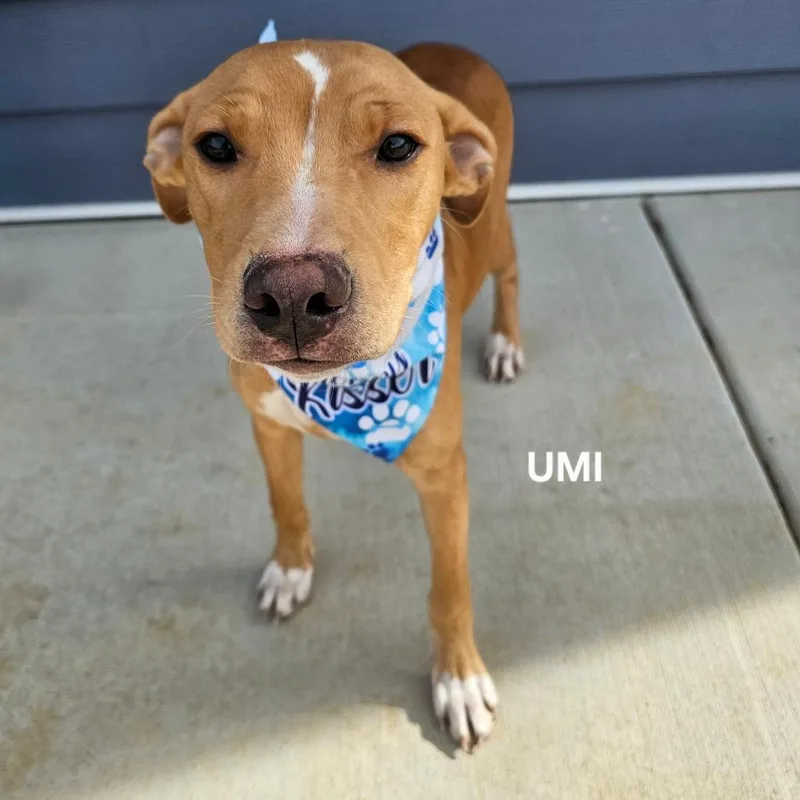 Umi thumbnail 5