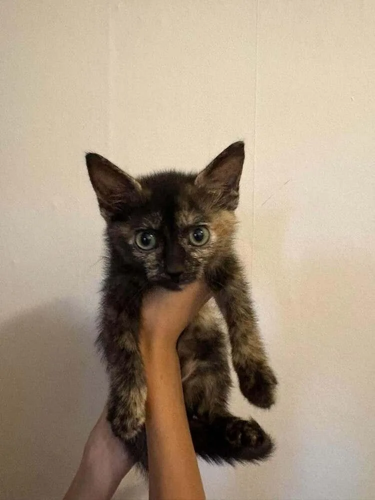 A baby small-sized female Tortoiseshell Domestic Short Hair cat named Apple Cider Carmet Cu. for adoption in Peoria, IL