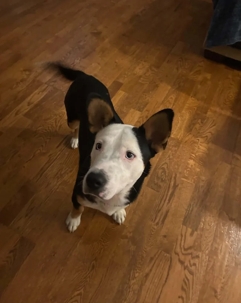 A baby medium-sized male Black Corgi dog named Altuve for adoption in South Houston, TX