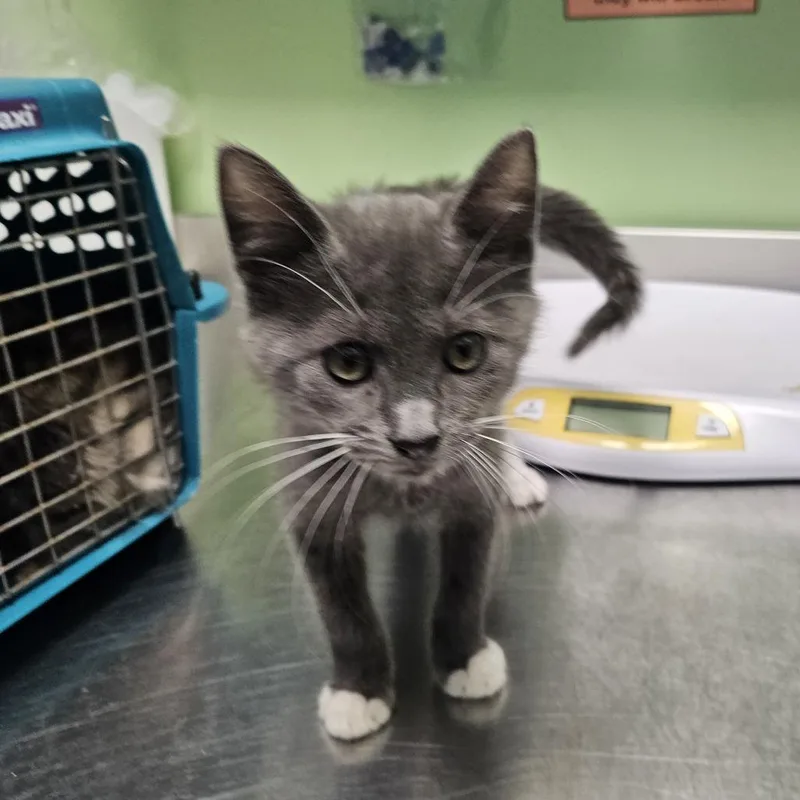 A baby small-sized male Gray / Blue / Silver Domestic Short Hair cat named Wig for adoption in Austin, TX