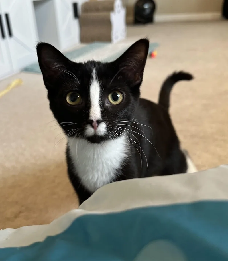 A young medium-sized female Domestic Short Hair cat named Eg Litter Navy for adoption in Livonia, MI