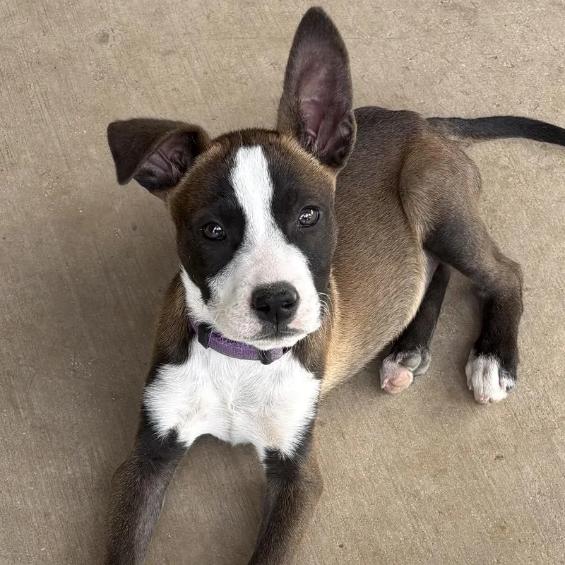 A baby small-sized male Brown / Chocolate Shepherd dog named Cool Beans for adoption in San Antonio, TX