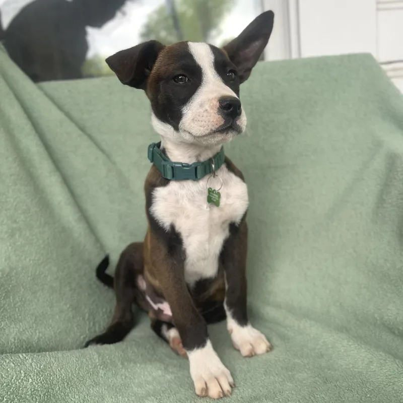 Cool Beans thumbnail 2