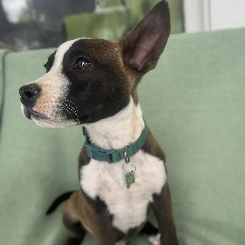 Cool Beans thumbnail 3