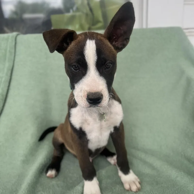 Cool Beans thumbnail 4