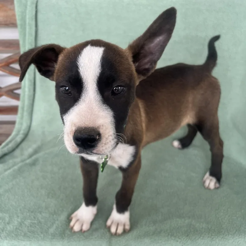 Cool Beans thumbnail 5